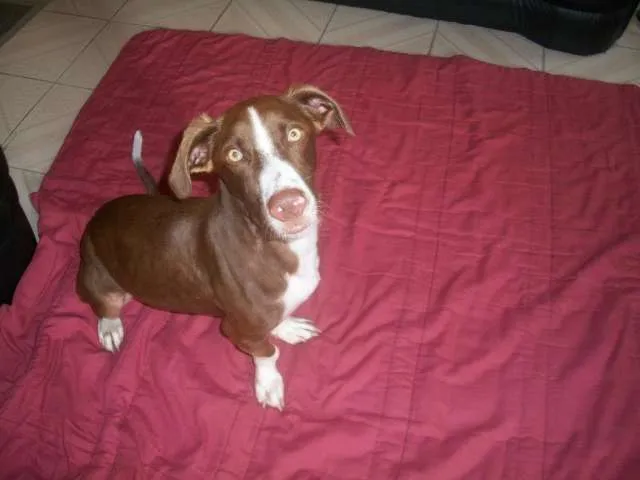 Cachorro ra a SRD idade 2 anos nome Bob