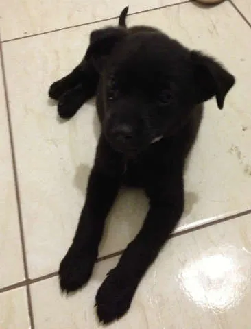 Cachorro ra a Raça não definida idade 2 a 6 meses nome Valentina
