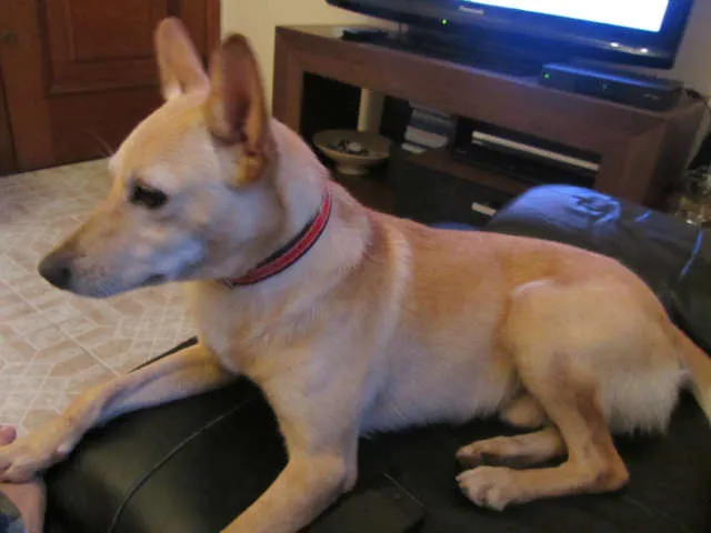 Cachorro ra a SRD idade 1 ano nome Fred