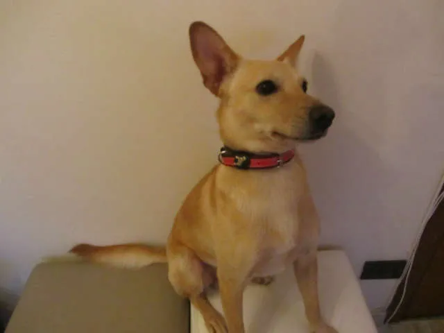 Cachorro ra a SRD idade 1 ano nome Fred