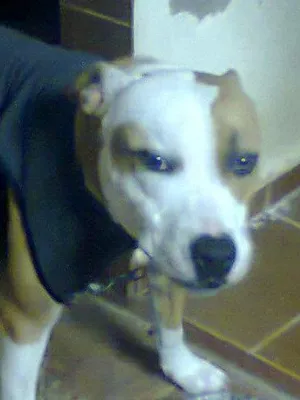 Cachorro raça pit bull idade 1 ano nome Mel