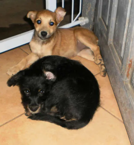 Cachorro ra a sem raça idade Abaixo de 2 meses nome sem nome