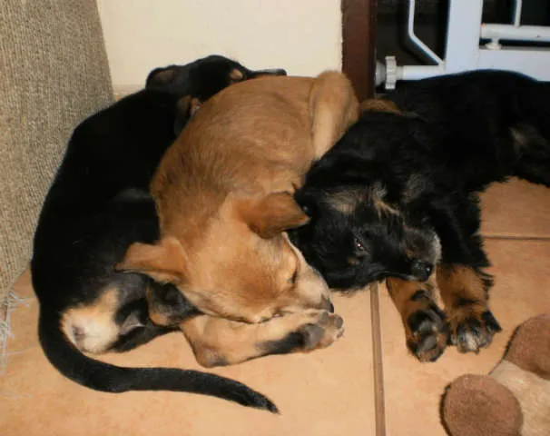 Cachorro ra a sem raça idade Abaixo de 2 meses nome sem nome