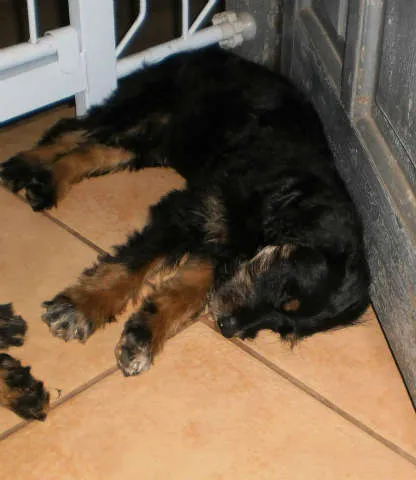 Cachorro ra a sem raça idade Abaixo de 2 meses nome sem nome