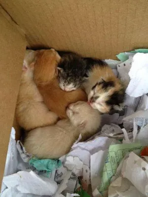 Gato raça SRD idade Abaixo de 2 meses nome Sem nome