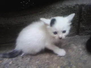 Gato ra a raça não definida idade Abaixo de 2 meses nome não tem