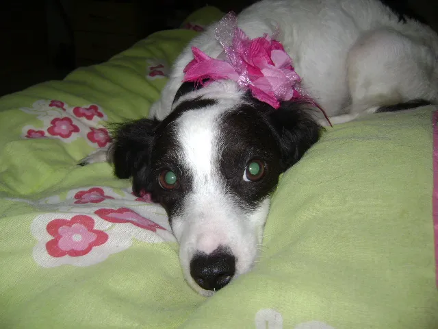 Cachorro ra a SRD idade 2 anos nome Biela