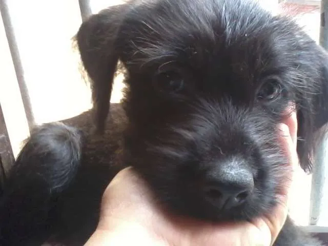 Cachorro ra a SRD idade 2 a 6 meses nome Penélope