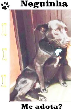 Cachorro raça SRD idade 2 anos nome Neguinha