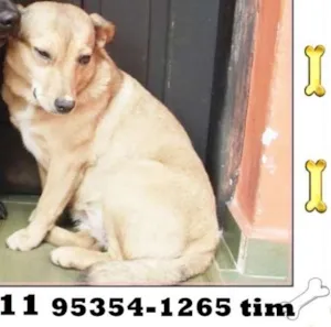 Cachorro raça SRD idade 2 anos nome Docinho