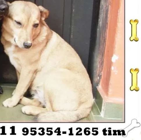 Cachorro ra a SRD idade 2 anos nome Docinho