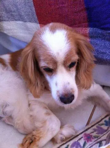 Cachorro ra a Cocker/vira lata idade 6 ou mais anos nome biscoito GRATIFICA