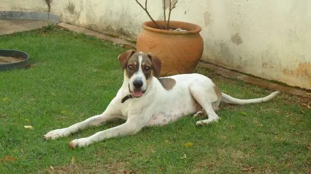 Cachorro ra a  idade  nome ?