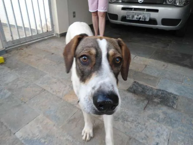 Cachorro ra a  idade  nome ?