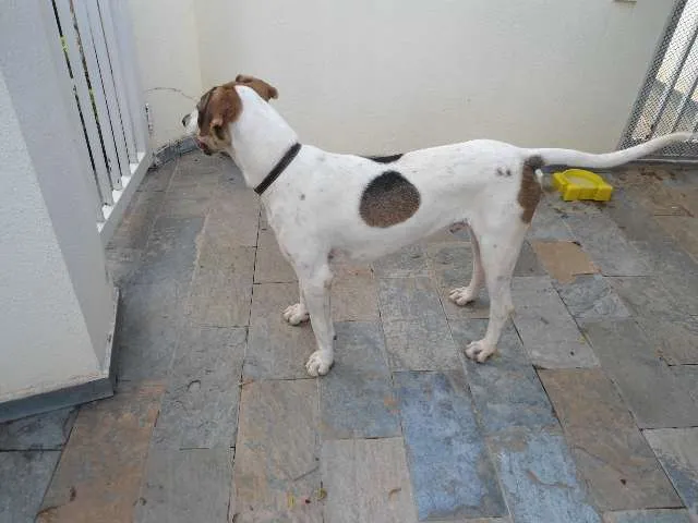 Cachorro ra a  idade  nome ?