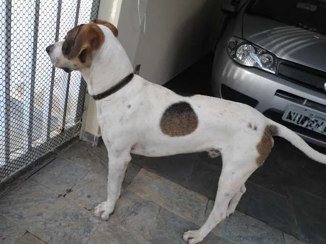 Cachorro ra a  idade  nome ?