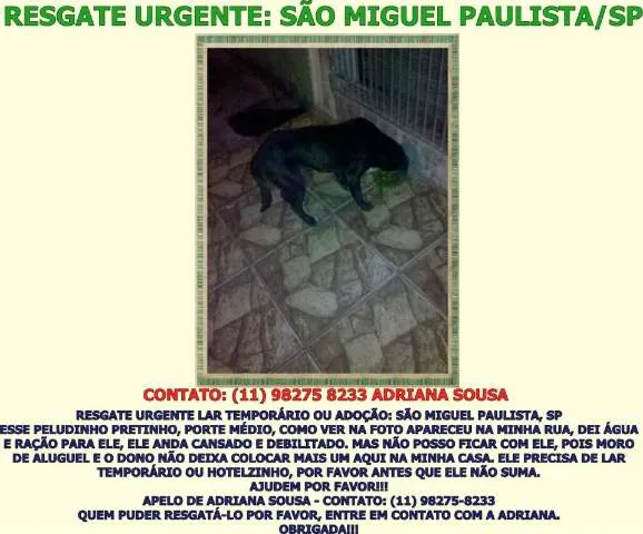 Cachorro ra a SRD idade 1 ano nome PRETINHO
