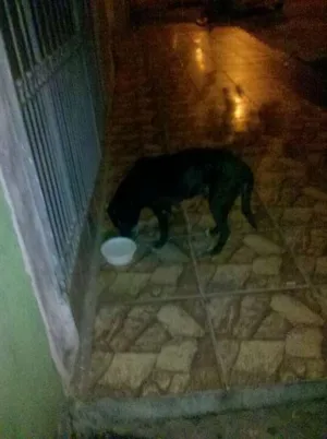 Cachorro raça SRD idade 1 ano nome PRETINHO