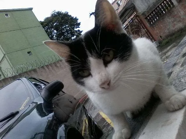 Gato ra a SRD idade 2 a 6 meses nome Luan
