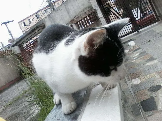 Gato ra a SRD idade 2 a 6 meses nome Luan