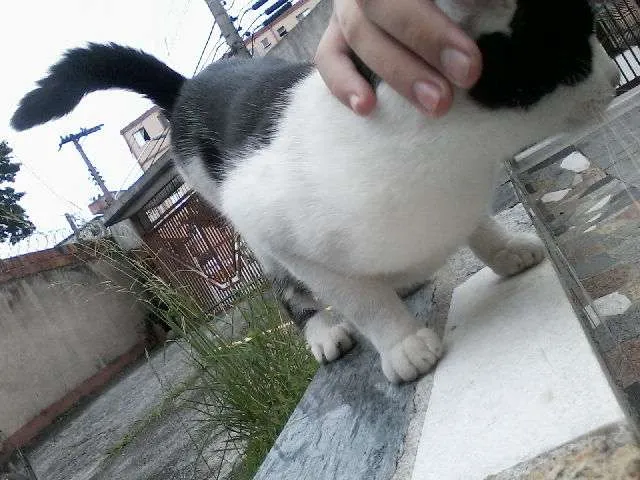 Gato ra a SRD idade 2 a 6 meses nome Luan