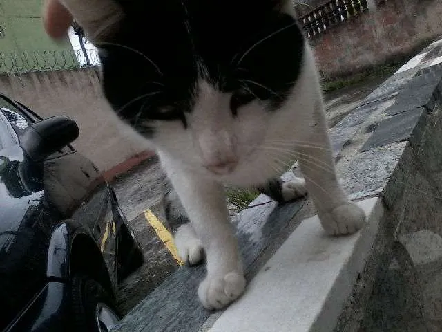 Gato ra a SRD idade 2 a 6 meses nome Luan