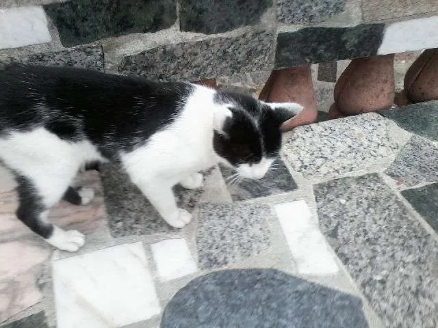 Gato ra a SRD idade 2 a 6 meses nome Luan