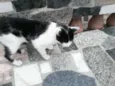 Luan