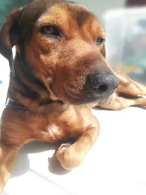 Cachorro raça  idade 1 ano nome João