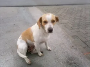 Cachorro raça SRD idade 2 anos nome POLINHA