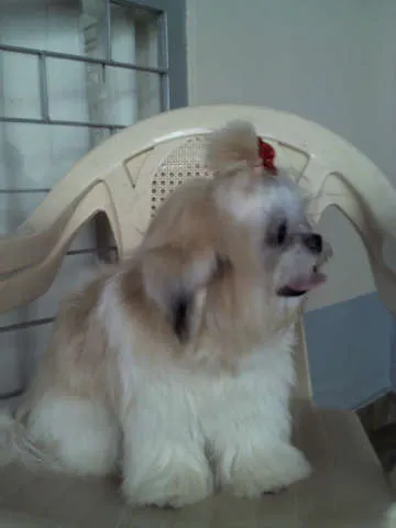 Cachorro ra a shih tzu idade 7 a 11 meses nome Mel GRATIFICA