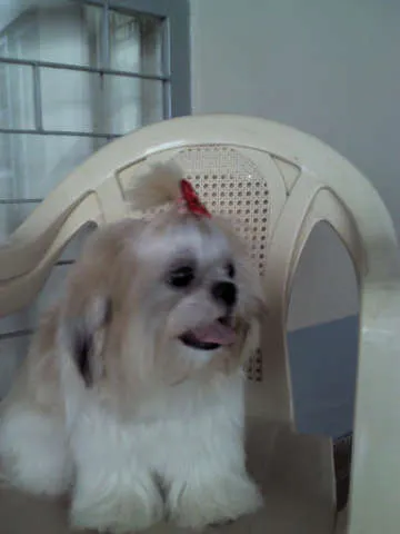 Cachorro ra a shih tzu idade 7 a 11 meses nome Mel GRATIFICA