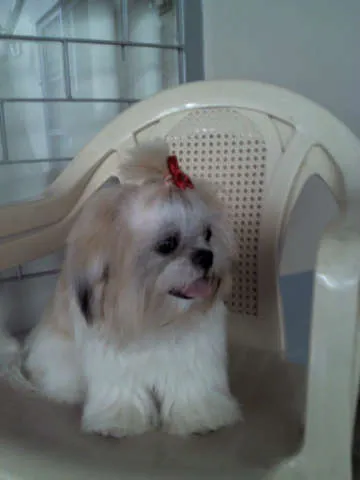 Cachorro ra a shih tzu idade 7 a 11 meses nome Mel GRATIFICA