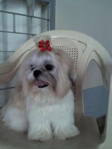 Cachorro ra a shih tzu idade 7 a 11 meses nome Mel GRATIFICA