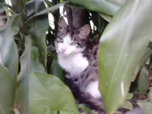 Gato raça SRD idade 2 a 6 meses nome Miguel