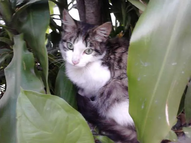 Gato ra a SRD idade 2 a 6 meses nome Miguel