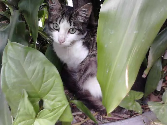 Gato ra a SRD idade 2 a 6 meses nome Miguel