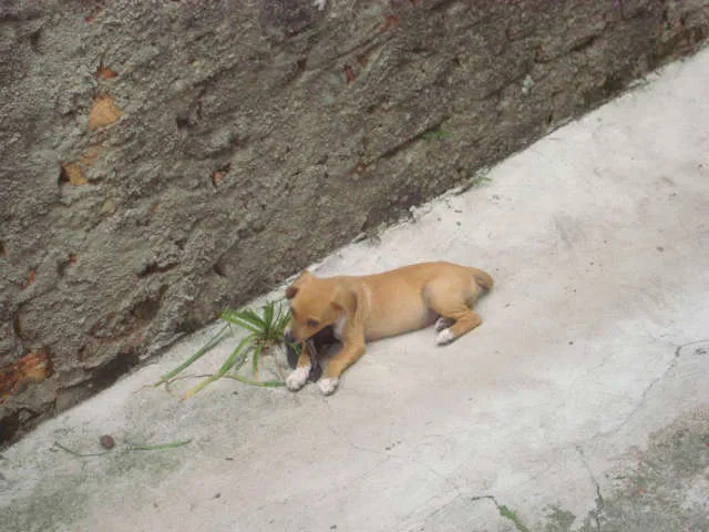Cachorro ra a SRD idade 2 a 6 meses nome Sem nome