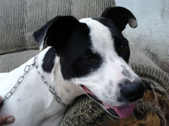 Cachorro ra a mestiço pitbull idade 1 ano nome Skipe