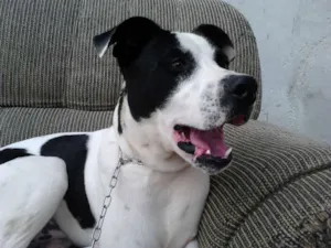 Cachorro raça mestiço pitbull idade 1 ano nome Skipe