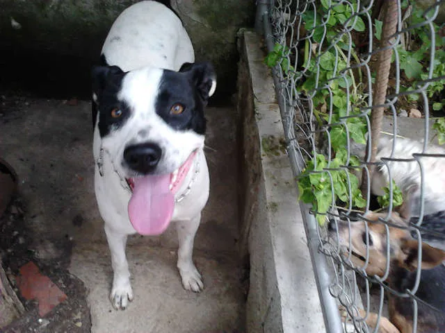 Cachorro ra a mestiço pitbull idade 1 ano nome Skipe