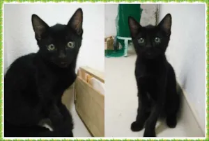 Gato raça SRD idade 2 a 6 meses nome Nick