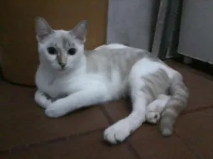 Gato raça indefinida idade 2 a 6 meses nome sem nome