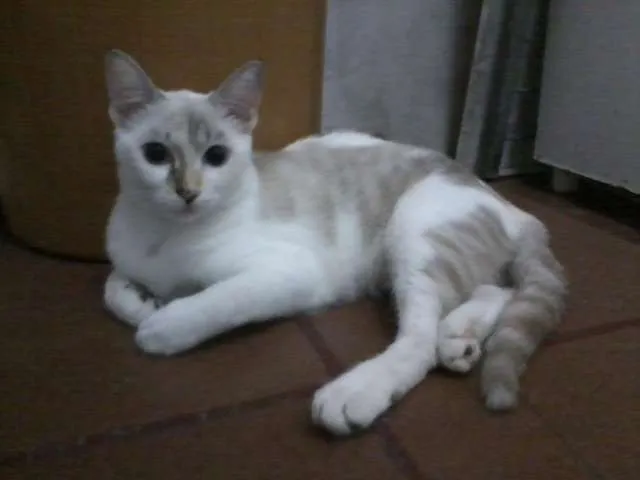Gato raça indefinida idade 2 a 6 meses nome sem nome