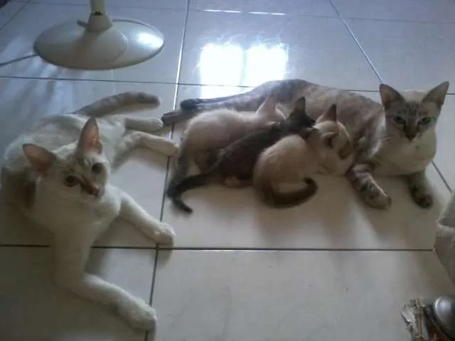 Gato raça indefinida idade 2 a 6 meses nome sem nome