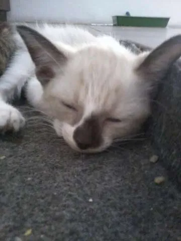 Gato raça indefinida idade 2 a 6 meses nome sem nome