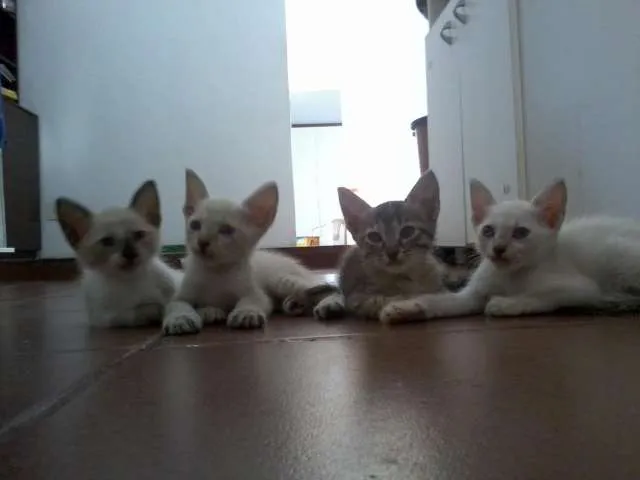 Gato raça indefinida idade 2 a 6 meses nome sem nome