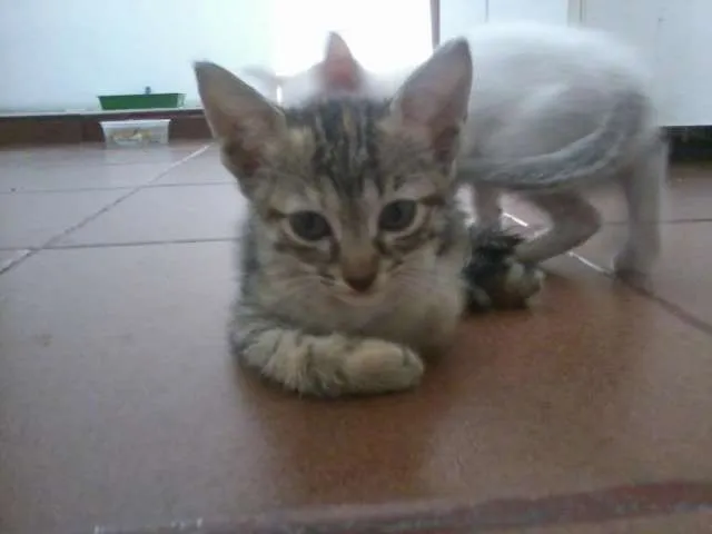 Gato raça indefinida idade 2 a 6 meses nome sem nome