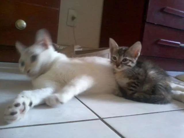 Gato raça indefinida idade 2 a 6 meses nome sem nome