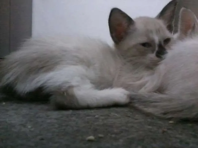 Gato raça indefinida idade 2 a 6 meses nome sem nome